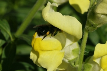 bee enters the snapdragon